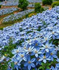 20 Blue Downy Clematis Macropetala Hybrid Flower Seeds - Hardy Climber Vine - Image 3