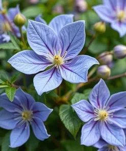 20 Blue Downy Clematis Macropetala Hybrid Flower Seeds - Hardy Climber Vine - Image 4