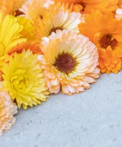 20 Calendula Zeolights Marigold Flower Seeds - Coral Apricot Pink - 12-18