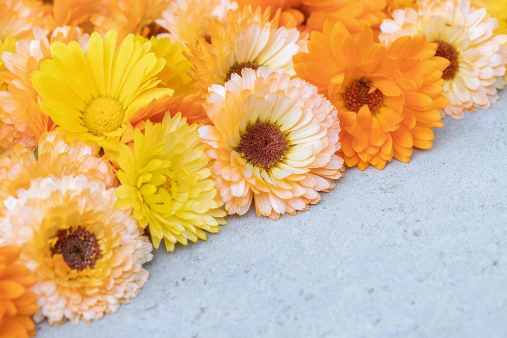 20 Calendula Zeolights Marigold Flower Seeds - Coral Apricot Pink - 12-18" Tall - Image 10