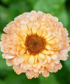 20 Calendula Zeolights Marigold Flower Seeds - Coral Apricot Pink - 12-18" Tall - Image 2