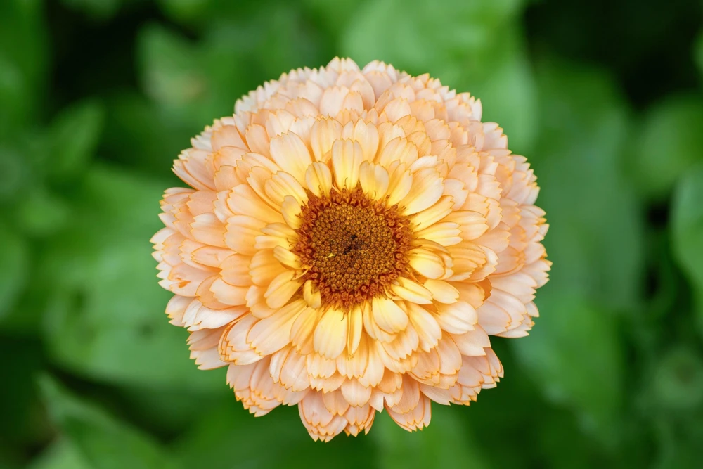 20 Calendula Zeolights Marigold Flower Seeds - Coral Apricot Pink - 12-18" Tall - Image 2