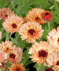 20 Calendula Zeolights Marigold Flower Seeds - Coral Apricot Pink - 12-18
