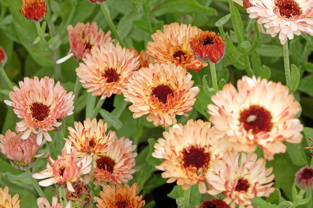 20 Calendula Zeolights Marigold Flower Seeds - Coral Apricot Pink - 12-18" Tall - Image 3