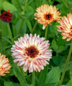 20 Calendula Zeolights Marigold Flower Seeds - Coral Apricot Pink - 12-18