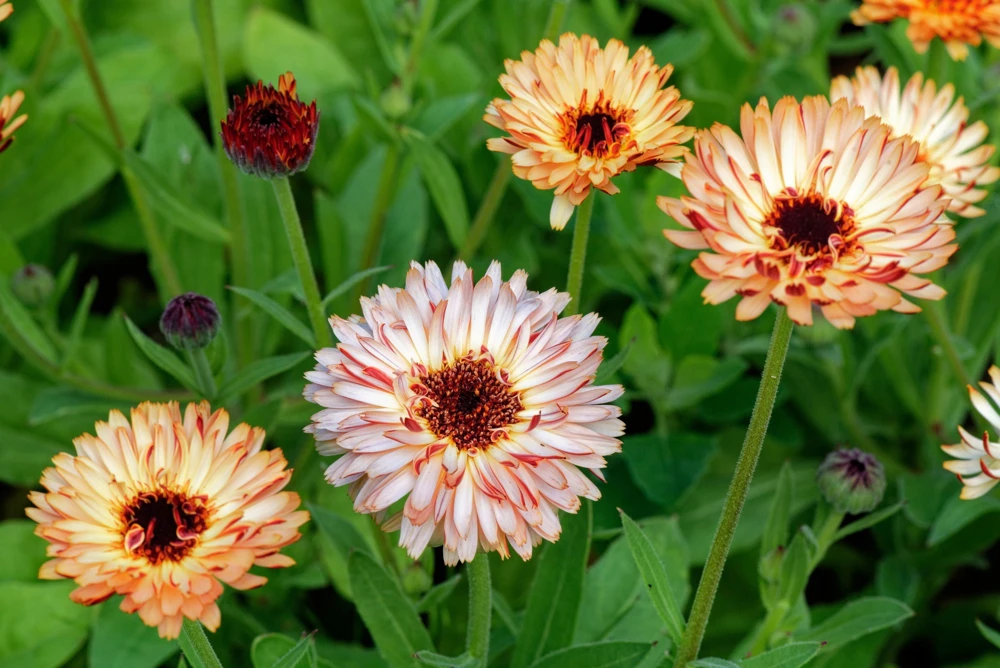 20 Calendula Zeolights Marigold Flower Seeds - Coral Apricot Pink - 12-18" Tall - Image 4