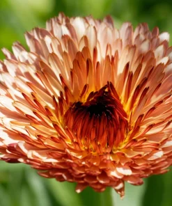 20 Calendula Zeolights Marigold Flower Seeds - Coral Apricot Pink - 12-18