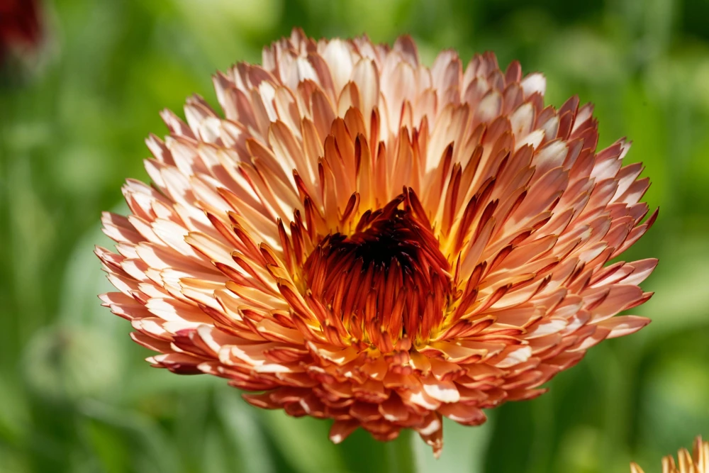 20 Calendula Zeolights Marigold Flower Seeds - Coral Apricot Pink - 12-18" Tall - Image 5