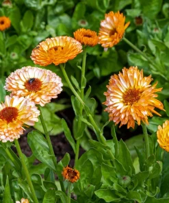 20 Calendula Zeolights Marigold Flower Seeds - Coral Apricot Pink - 12-18