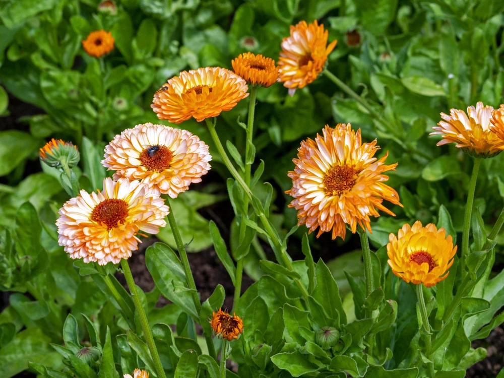 20 Calendula Zeolights Marigold Flower Seeds - Coral Apricot Pink - 12-18" Tall - Image 6