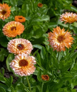 20 Calendula Zeolights Marigold Flower Seeds - Coral Apricot Pink - 12-18
