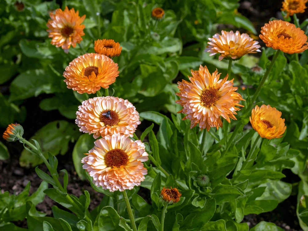 20 Calendula Zeolights Marigold Flower Seeds - Coral Apricot Pink - 12-18" Tall - Image 7