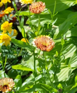 20 Calendula Zeolights Marigold Flower Seeds - Coral Apricot Pink - 12-18