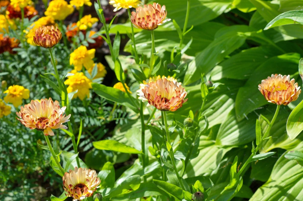 20 Calendula Zeolights Marigold Flower Seeds - Coral Apricot Pink - 12-18" Tall - Image 8