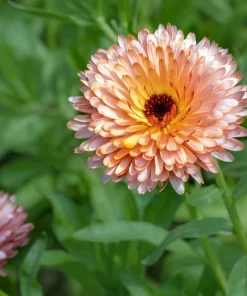 20 Calendula Zeolights Marigold Flower Seeds - Coral Apricot Pink - 12-18