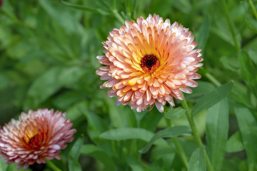 20 Calendula Zeolights Marigold Flower Seeds - Coral Apricot Pink - 12-18" Tall - Image 9