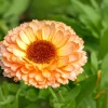 20 Calendula Zeolights Marigold Flower Seeds - Coral Apricot Pink - 12-18" Tall - Image 1