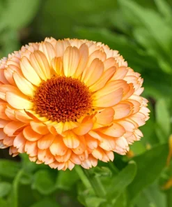 20 Calendula Zeolights Marigold Flower Seeds - Coral Apricot Pink - 12-18" Tall - Image 1
