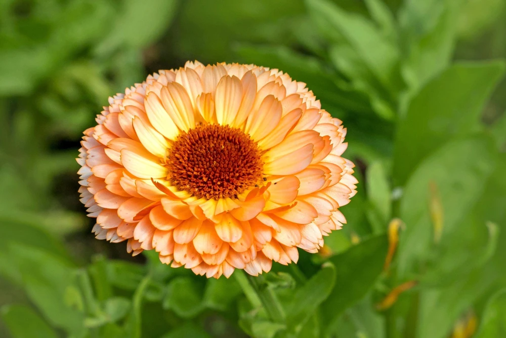 20 Calendula Zeolights Marigold Flower Seeds - Coral Apricot Pink - 12-18" Tall - Image 1