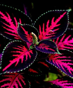 20 Coleus Seeds - Rare Color Mix Foliage - Pink, Black, Green Variegated - Annual Flower Seed - Image 2
