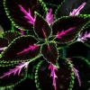 20 Coleus Seeds - Rare Color Mix Foliage - Pink, Black, Green Variegated - Annual Flower Seed - Image 1