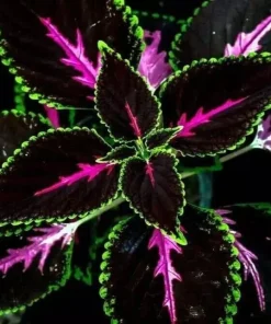 20 Coleus Seeds - Rare Color Mix Foliage - Pink, Black, Green Variegated - Annual Flower Seed - Image 1