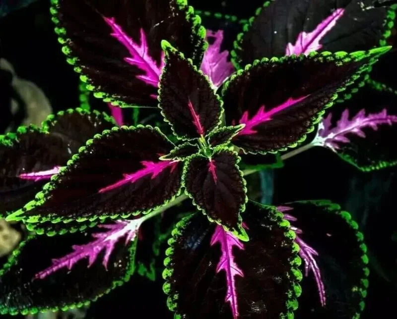 20 Coleus Seeds - Rare Color Mix Foliage - Pink, Black, Green Variegated - Annual Flower Seed - Image 1