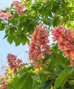 20 East Indian Almond Tree Seeds Terminalia Myriocarpa Hollock Yellow Pink Flower - Image 2