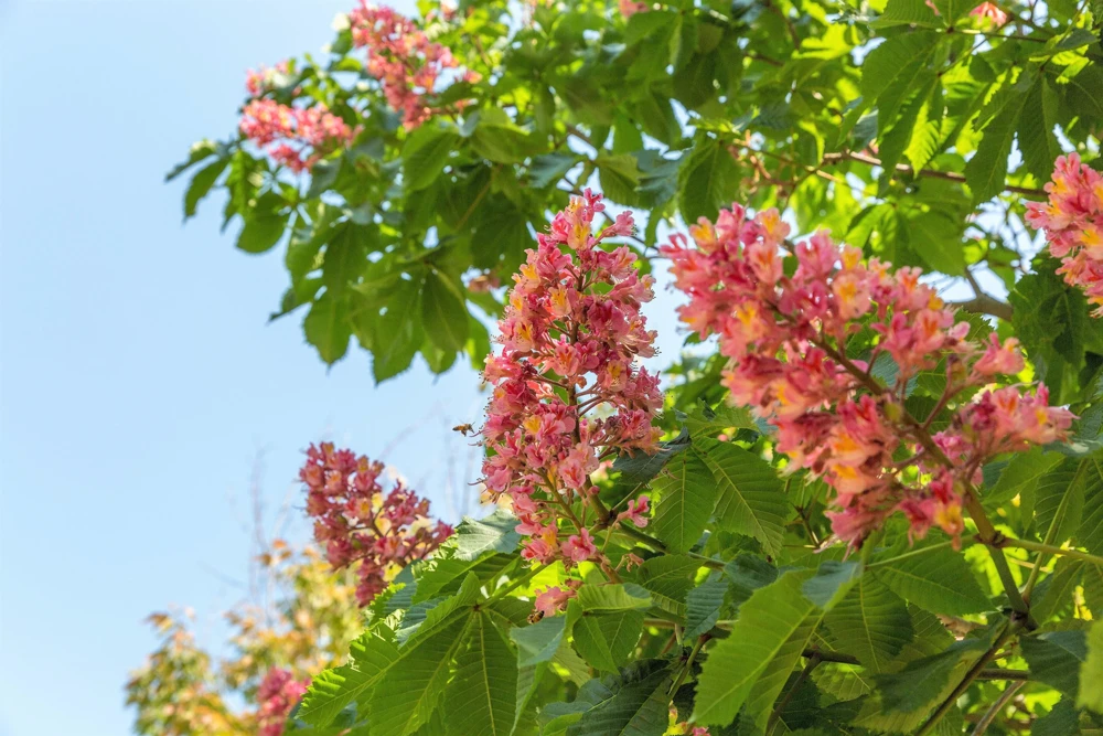 20 East Indian Almond Tree Seeds Terminalia Myriocarpa Hollock Yellow Pink Flower - Image 2
