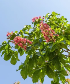 20 East Indian Almond Tree Seeds Terminalia Myriocarpa Hollock Yellow Pink Flower - Image 3