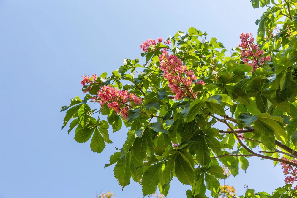 20 East Indian Almond Tree Seeds Terminalia Myriocarpa Hollock Yellow Pink Flower - Image 3