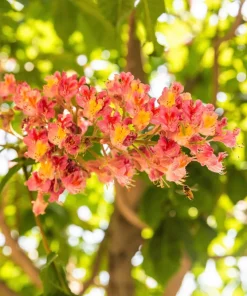 20 East Indian Almond Tree Seeds Terminalia Myriocarpa Hollock Yellow Pink Flower - Image 4