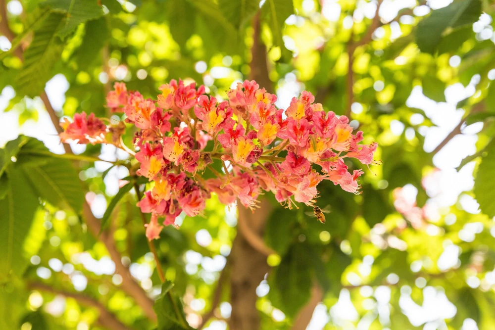 20 East Indian Almond Tree Seeds Terminalia Myriocarpa Hollock Yellow Pink Flower - Image 4