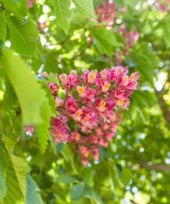 20 East Indian Almond Tree Seeds Terminalia Myriocarpa Hollock Yellow Pink Flower - Image 5