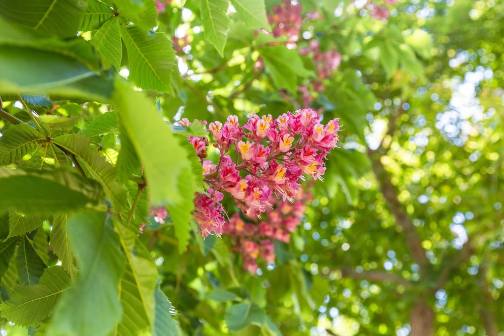 20 East Indian Almond Tree Seeds Terminalia Myriocarpa Hollock Yellow Pink Flower - Image 5