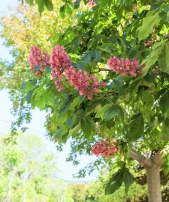 20 East Indian Almond Tree Seeds Terminalia Myriocarpa Hollock Yellow Pink Flower - Image 6