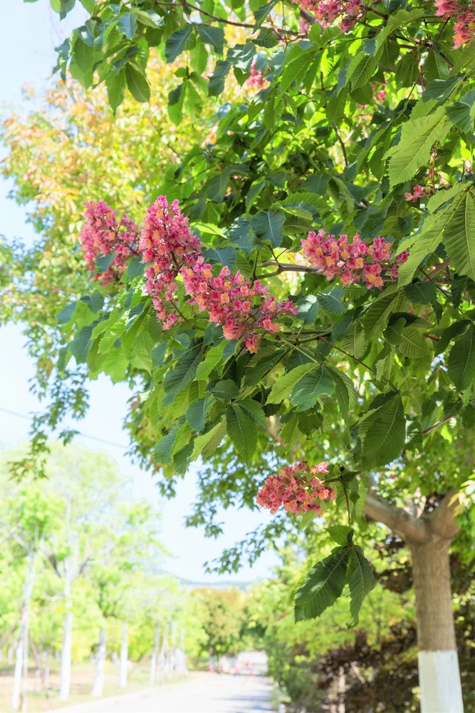 20 East Indian Almond Tree Seeds Terminalia Myriocarpa Hollock Yellow Pink Flower - Image 6