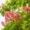 20 East Indian Almond Tree Seeds Terminalia Myriocarpa Hollock Yellow Pink Flower - Image 1