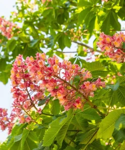 20 East Indian Almond Tree Seeds Terminalia Myriocarpa Hollock Yellow Pink Flower - Image 1