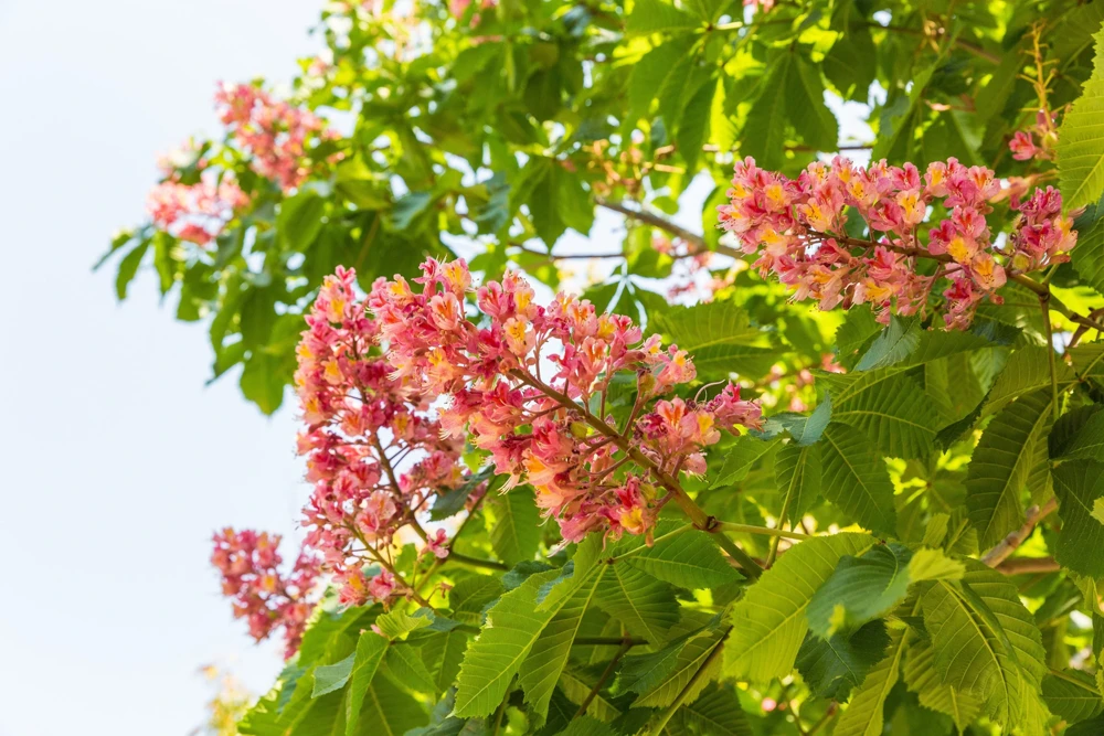 20 East Indian Almond Tree Seeds Terminalia Myriocarpa Hollock Yellow Pink Flower - Image 1