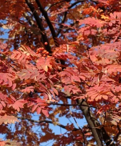 20 European Mountain Ash Seeds - Sorbus Aucuparia Tree Seeds, Zone 3-9 - Image 10