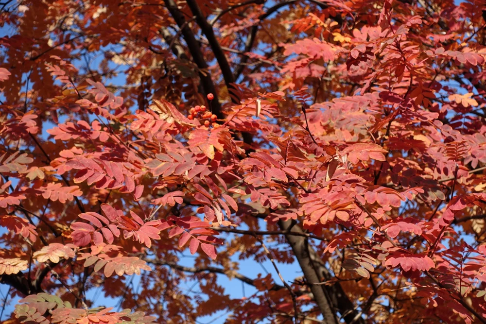 20 European Mountain Ash Seeds - Sorbus Aucuparia Tree Seeds, Zone 3-9 - Image 10