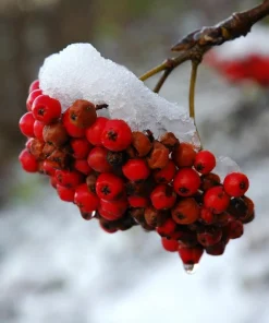 20 European Mountain Ash Seeds - Sorbus Aucuparia Tree Seeds, Zone 3-9 - Image 11