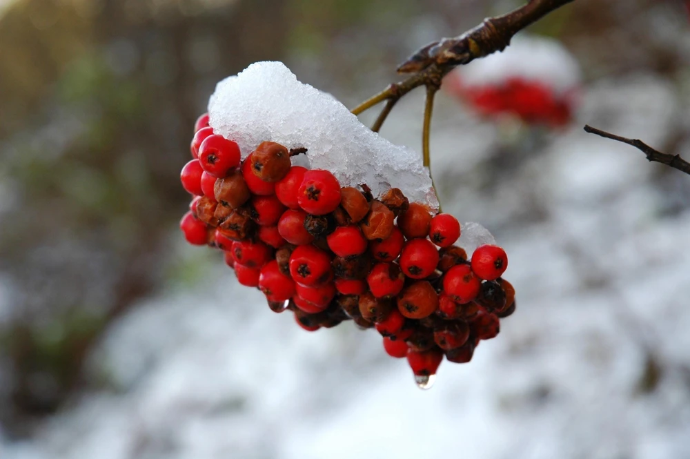 20 European Mountain Ash Seeds - Sorbus Aucuparia Tree Seeds, Zone 3-9 - Image 11