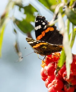 20 European Mountain Ash Seeds - Sorbus Aucuparia Tree Seeds, Zone 3-9 - Image 13