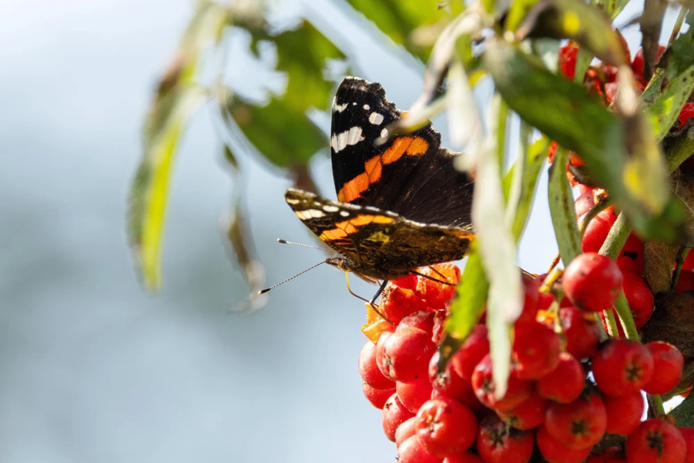 20 European Mountain Ash Seeds - Sorbus Aucuparia Tree Seeds, Zone 3-9 - Image 13