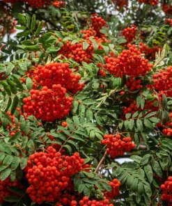 20 European Mountain Ash Seeds - Sorbus Aucuparia Tree Seeds, Zone 3-9 - Image 14