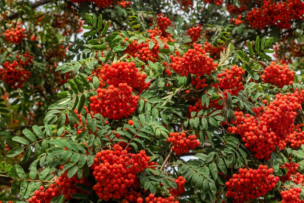 20 European Mountain Ash Seeds - Sorbus Aucuparia Tree Seeds, Zone 3-9 - Image 14
