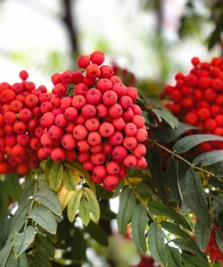 20 European Mountain Ash Seeds - Sorbus Aucuparia Tree Seeds, Zone 3-9 - Image 2