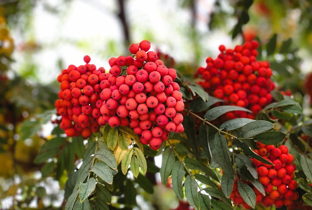 20 European Mountain Ash Seeds - Sorbus Aucuparia Tree Seeds, Zone 3-9 - Image 2